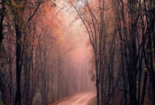 天涯论坛里的鼻咽癌话题：大家聊聊这个健康问题，看看网友们怎么说！